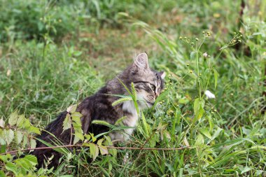 Sokaktaki güzel kedi