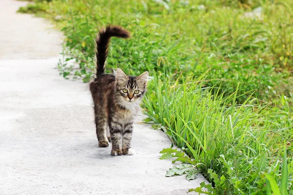 美しい猫が通りにいて — ストック写真