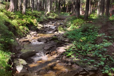 Orman dağlarda. Doğa