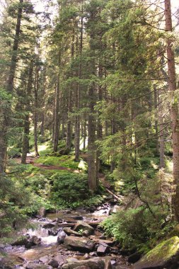 Orman dağlarda. Doğa