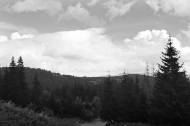 Orman dağlarda. Doğa