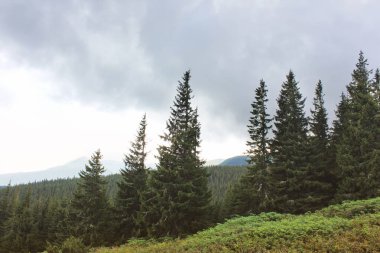 Orman ve dağlar. Güzel doğa