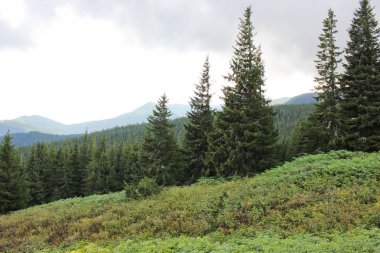 Orman ve dağlar. Güzel doğa