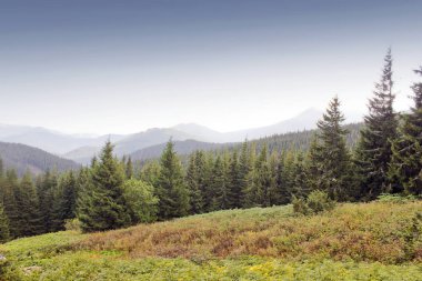 Orman ve dağlar. Güzel doğa