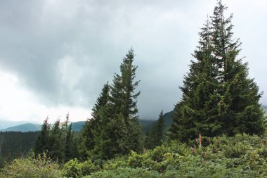 Orman ve dağlar. Güzel doğa