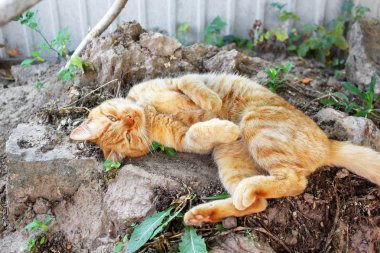 Güzel kırmızı kedi yakın çekim