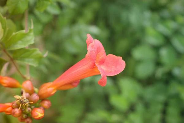 Flor Jardín Cerca — Foto de Stock