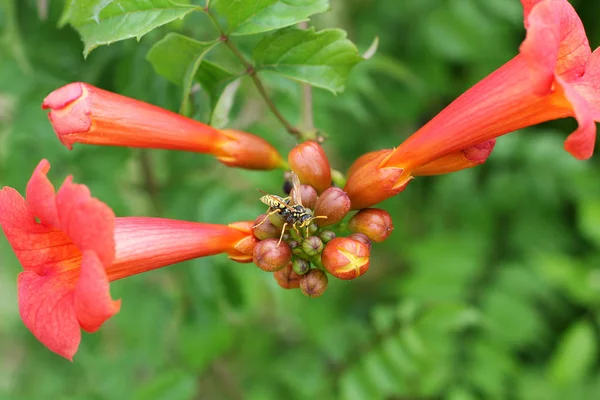 Wasp on a flower