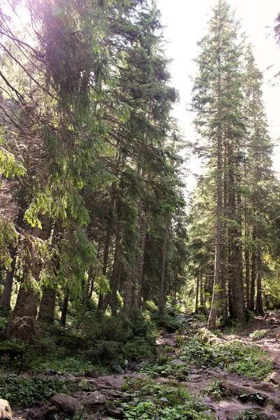 Orman Dağlarda Doğa — Stok fotoğraf