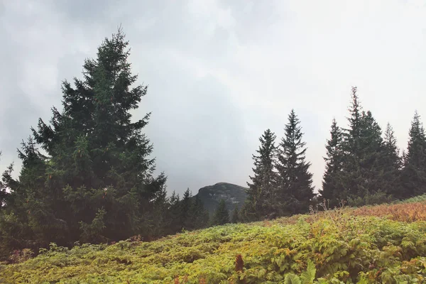 Лес Горах Природа — стоковое фото
