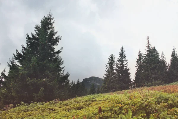 Floresta Nas Montanhas Natureza — Fotografia de Stock