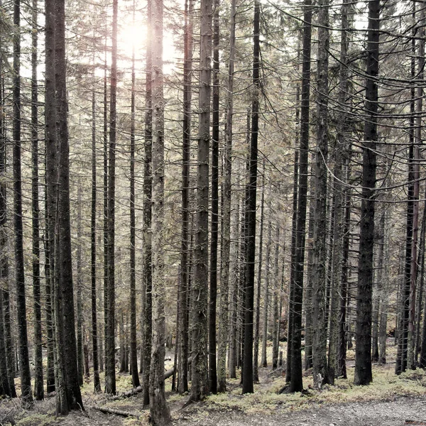 Forêt Dans Les Montagnes Nature — Photo