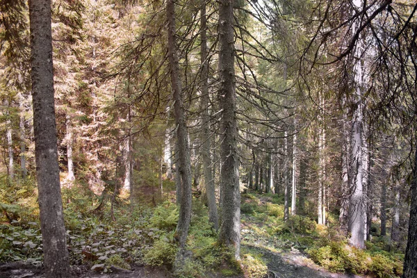 Floresta Nas Montanhas Natureza — Fotografia de Stock
