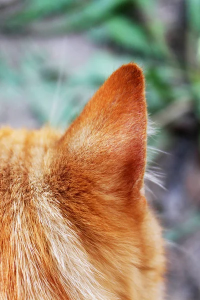 美しい赤い猫のクローズ アップ — ストック写真