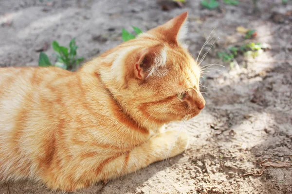 美丽的红猫关闭 — 图库照片