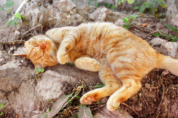 Güzel Kırmızı Kedi Yakın Çekim — Stok fotoğraf
