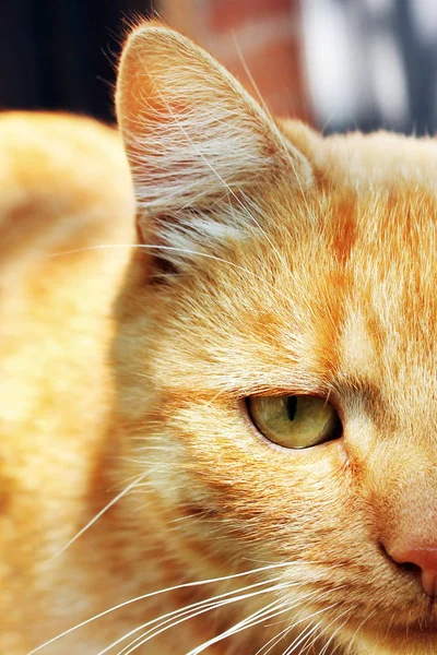 Hermoso Gato Rojo Cerca —  Fotos de Stock