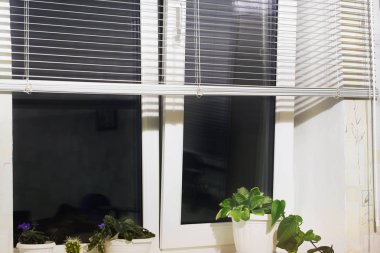 Açık pencere. Jaluzi. Çiçekler penceresinde