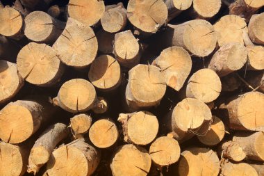 Yakacak odun yığılmış. Ahşap arka plan