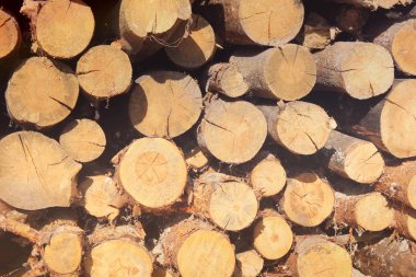 Yakacak odun yığılmış. Ahşap arka plan