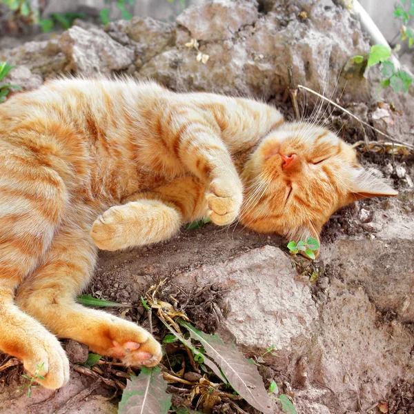 Hermoso Gato Rojo Cerca —  Fotos de Stock