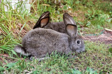 Çimlerin üzerinde tavşan
