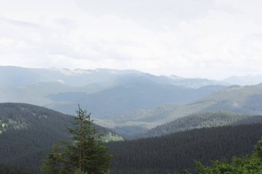 Dağ ve orman. Doğa