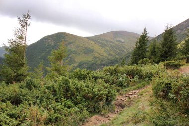 Dağ ve orman. Doğa