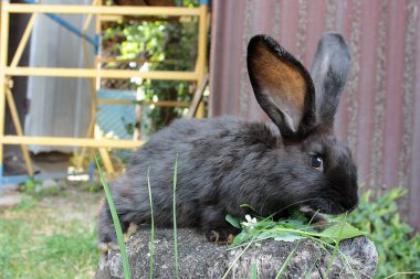 Çimlerin üzerinde tavşan