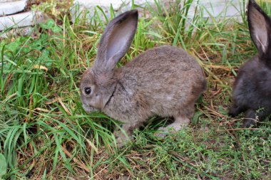 Çimlerin üzerinde tavşan