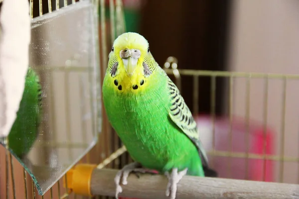 Perroquet Ondulé Dans Une Cage — Photo