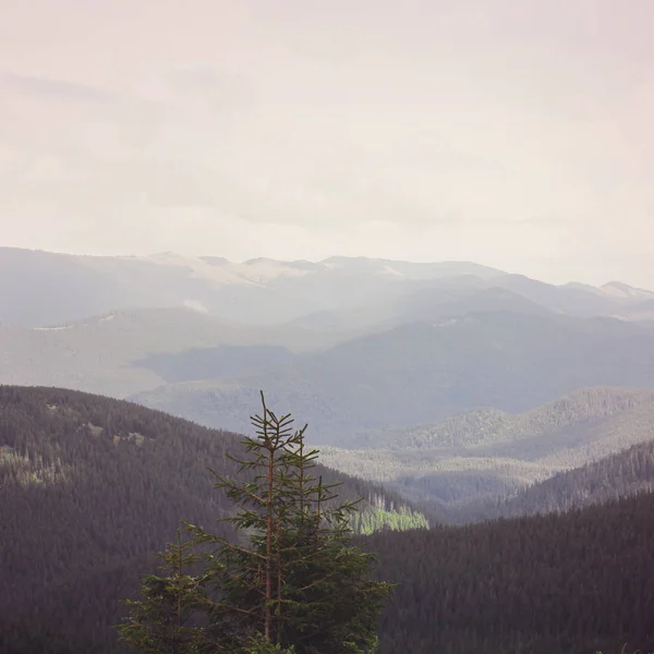 Montagnes Forêt Nature — Photo