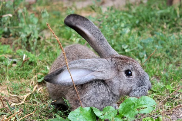 Kaninchen Auf Dem Gras — Stockfoto