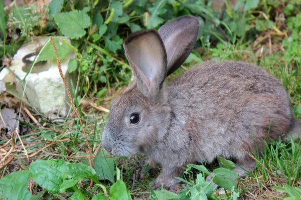Кролик Траве — стоковое фото