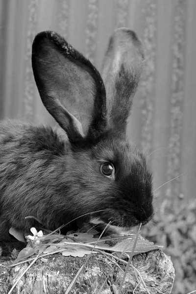 Кролик Вулиці — стокове фото