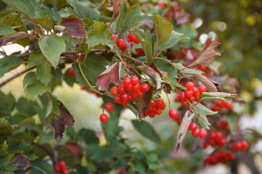 Kartopu. Sonbaharın kırmızı meyveler