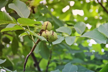 Walnut on a tree
