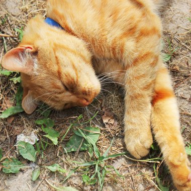 Redhead kedi dinleniyor. Güzel kızıl saçlı kedi