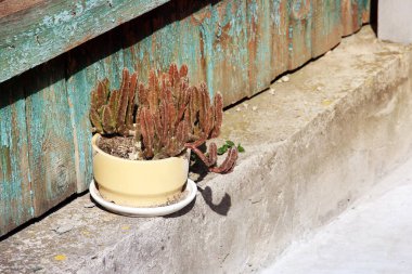 Sokakta saksılı bitki