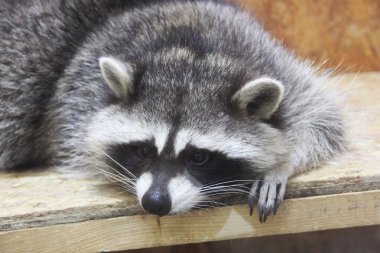 Rakun hayvanat bahçesinde 