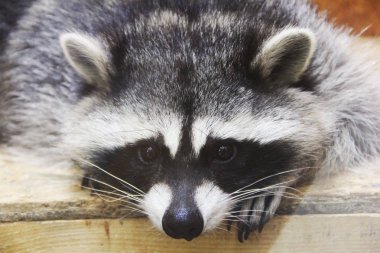 Rakun hayvanat bahçesinde 