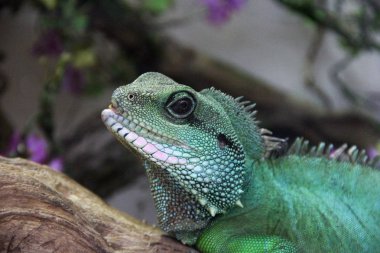 Terrarium içinde büyük kertenkele