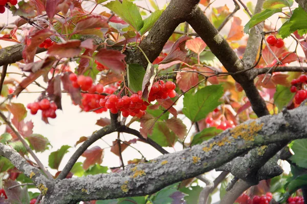 Вибурнум Красные Ягоды Осенью — стоковое фото