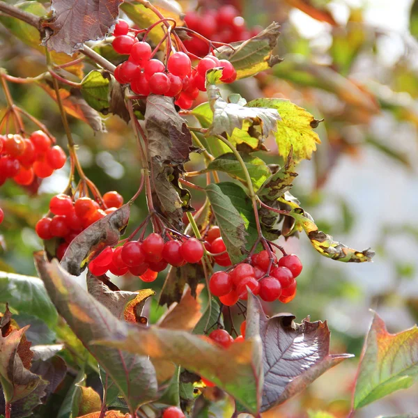 Вибурнум Красные Ягоды Осенью — стоковое фото