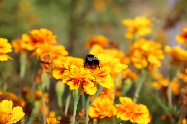 Abejorro Una Flor Bombus Tagetes —  Fotos de Stock