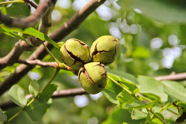 Walnut Tree — Stock Photo, Image