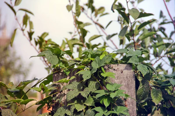 Plant Fall Fence — Stock Photo, Image