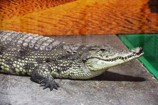 Krokodil Nära Håll Aligator — Stockfoto