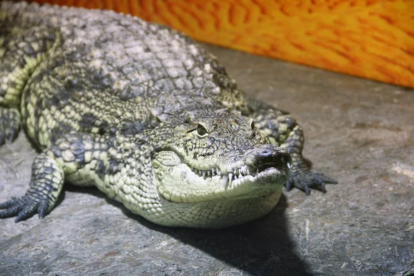 Крокодил Закрывается Алигатор — стоковое фото