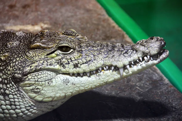 Krokodil Közelről Aligator — Stock Fotó